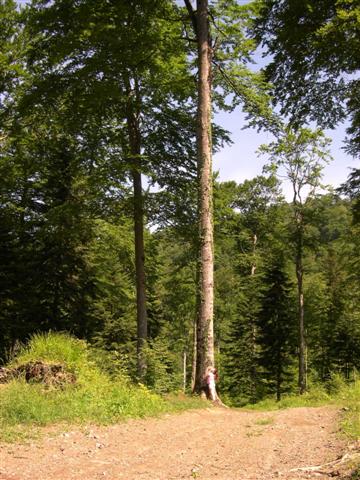 www.etablissement-ortet.com - forets