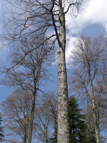 www.etablissement-ortet.com - Arbre Seul